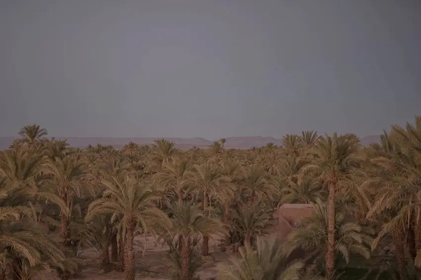 Unterwegs zwischen den Dattelfeldern