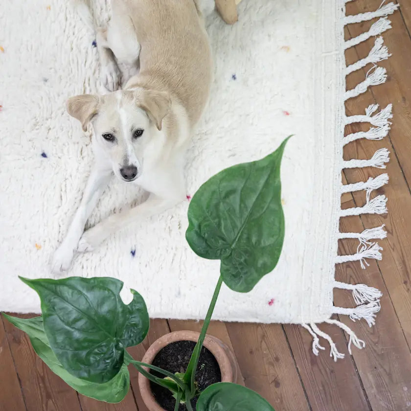 Beni Ourain Teppiche aus Marokko kaufen